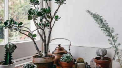 Photo of Cura delle piante succulenti