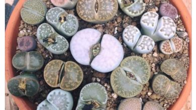 Photo of Lithops care: una semplice guida per prenderti cura delle tue piante