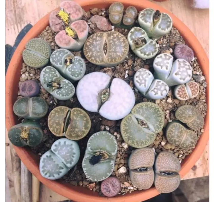 Lithops cura