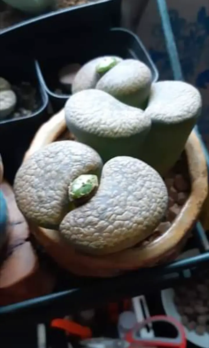 Cura di Lithops: