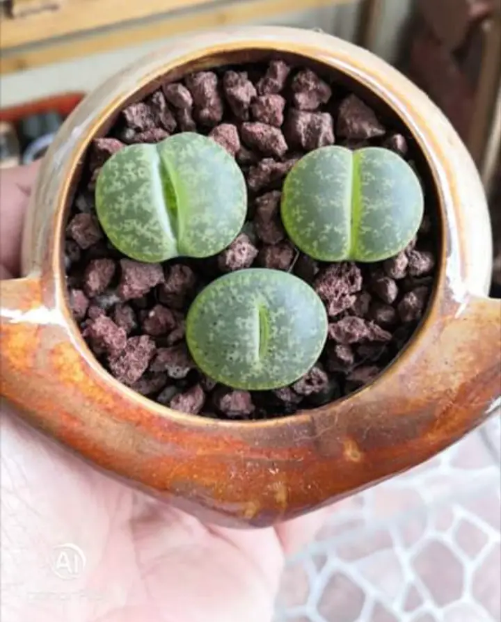 Lithops cura