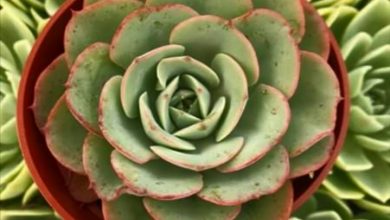 Photo of Cura succulenta