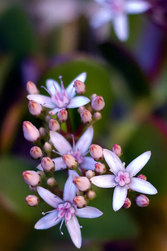 PIANTE SUCCULENTI CON I FIORI