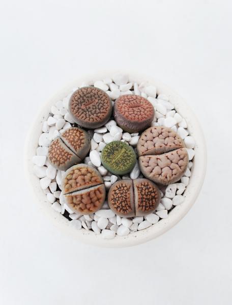 Lithops cura