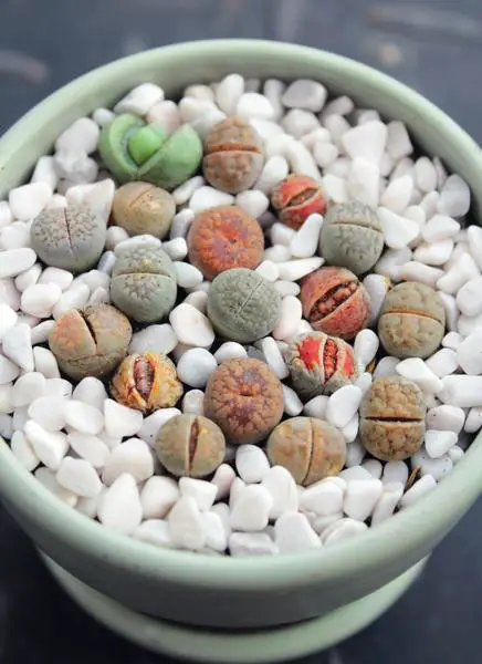 Lithops cura