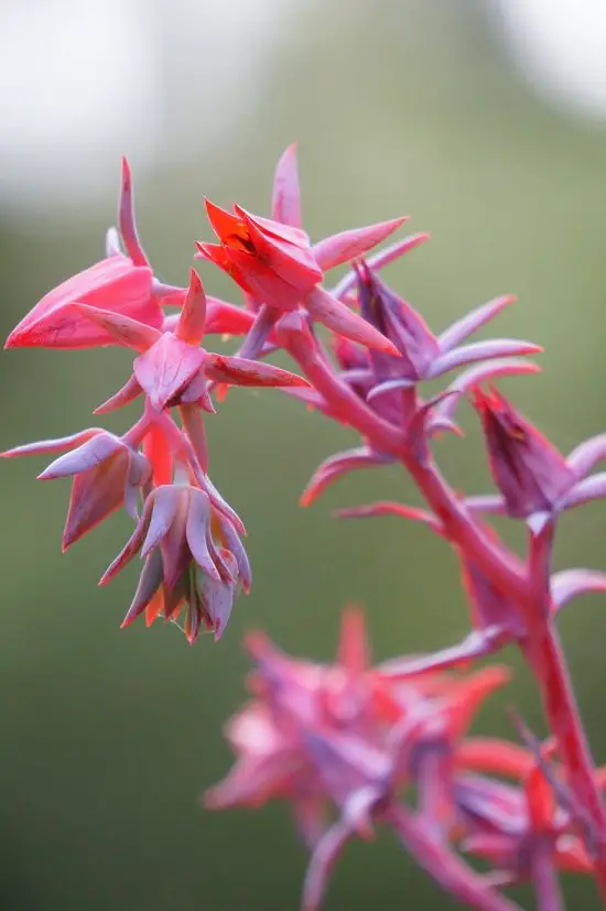 PIANTE SUCCULENTI CON I FIORI