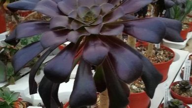 Photo of Succulente nere lucide
