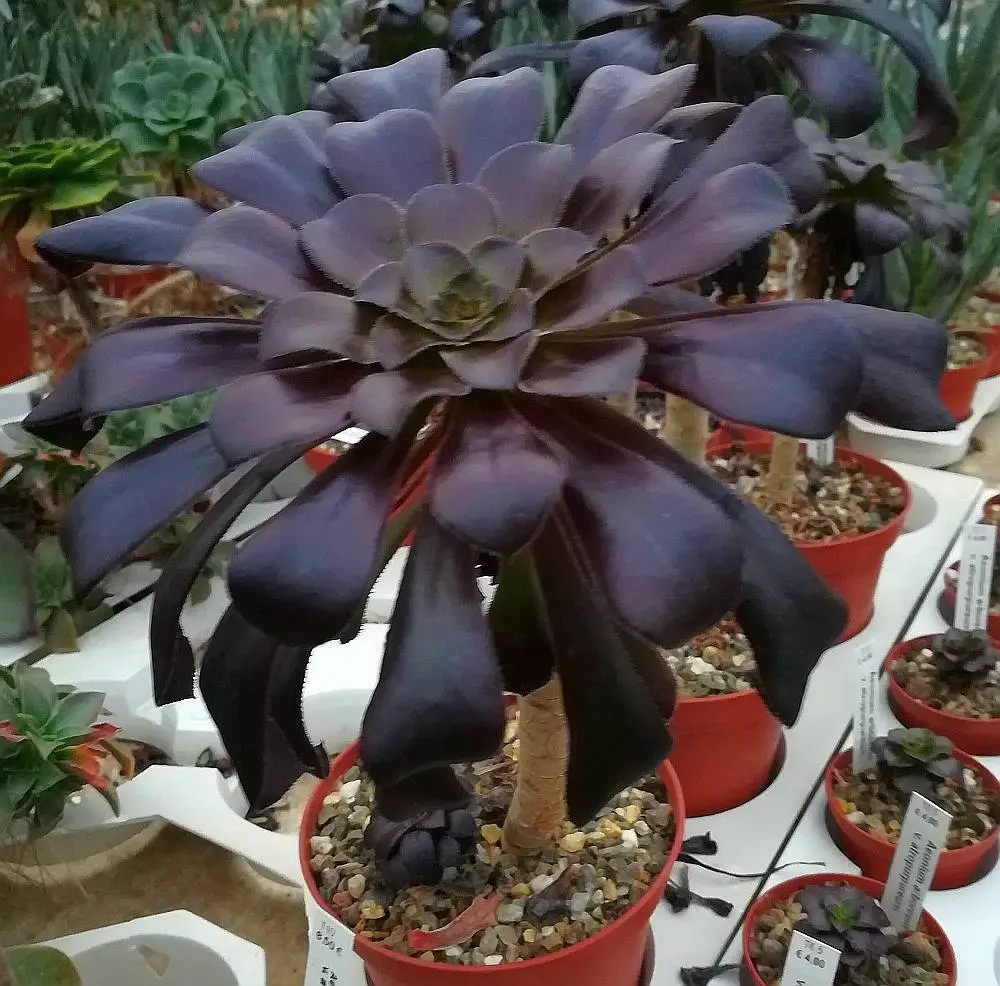 Plantas suculentas negras brillantes
