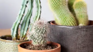 Photo of Vuoi sapere come prenderti cura di un cactus?