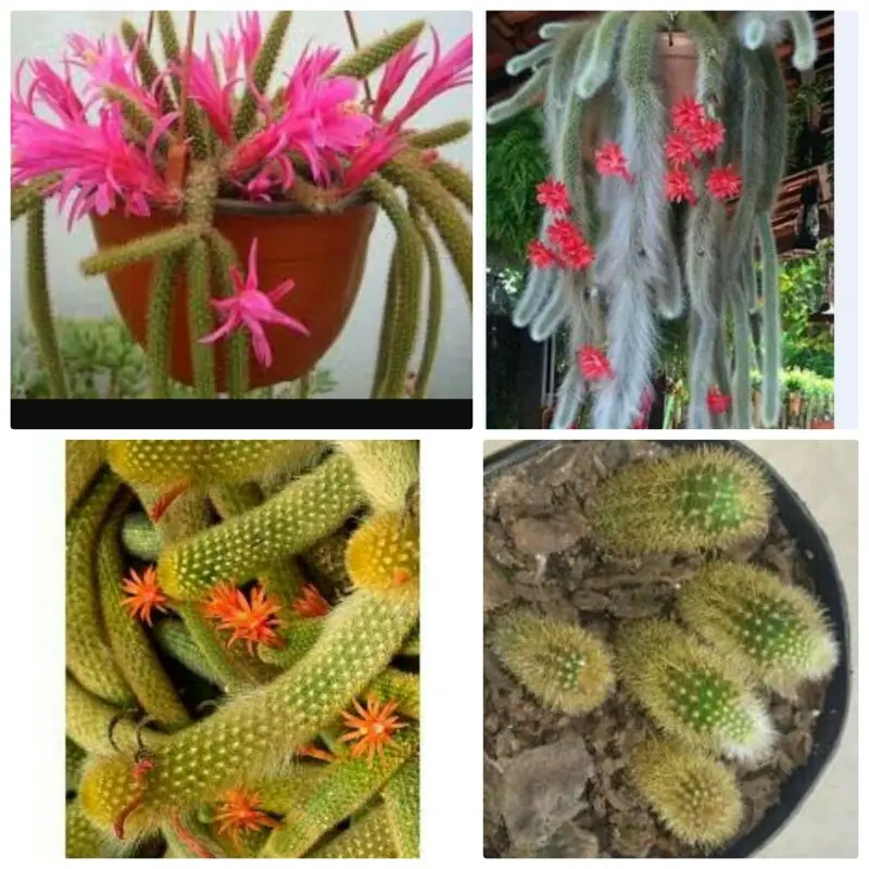 Las mejores variedades de cactus para cultivar en interiores