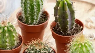 Photo of 8 cose che potresti non sapere sulle piante di cactus