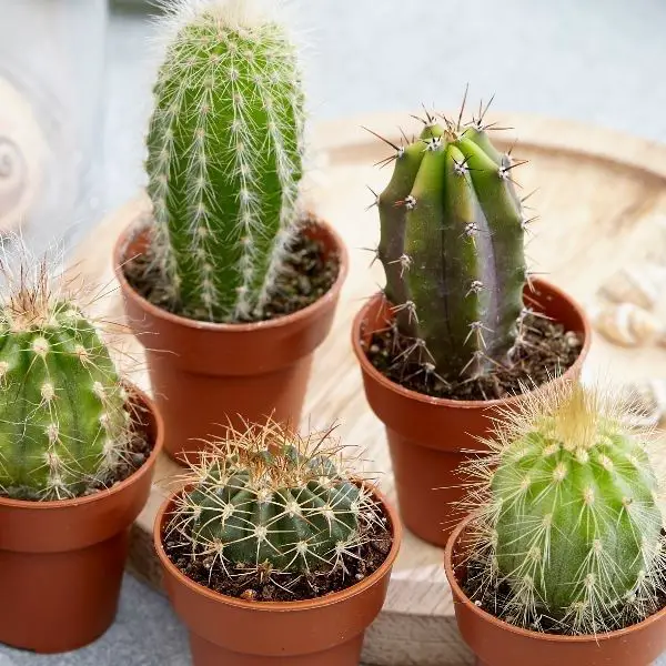 8 cose che potresti non sapere sulle piante di cactus