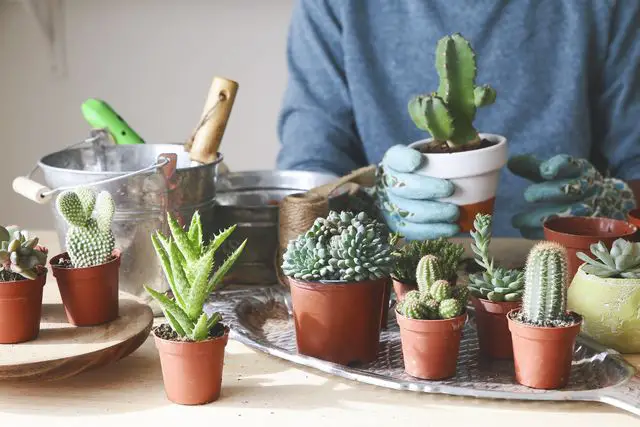 8 cosas que quizás no sepas sobre las plantas de cactus