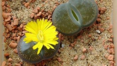 Photo of Lithops o pietra di cactus.