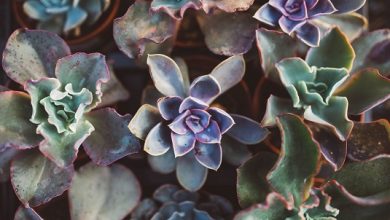 Photo of Che cosa è una pianta succulente