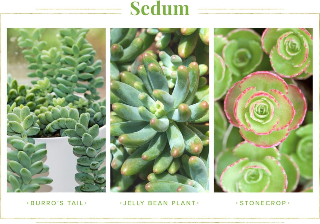 Guida alla cura delle piante succulente 