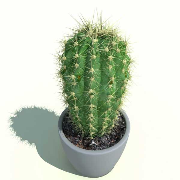 Le migliori varietà di cactus da coltivare indoor