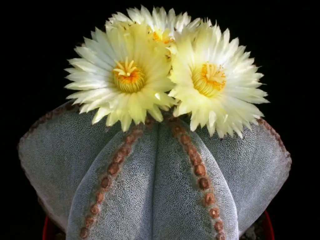 Le migliori varietà di cactus da coltivare indoor