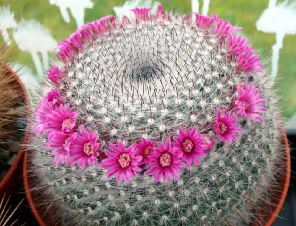 Le migliori varietà di cactus da coltivare indoor