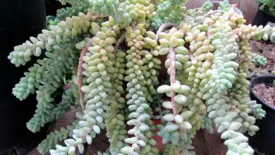 Photo of Succulente coda d’asino – Impara i tipi, la cura, l’irrigazione, la propagazione e altro ancora
