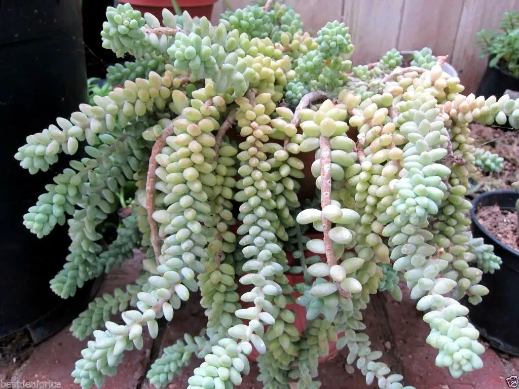 SUCCULENTE CODA DI BURR