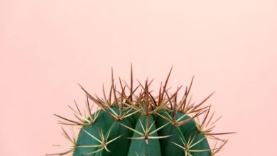 Photo of Cactus: la pianta succulenta più versatile e amata