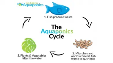 Photo of The Ultimate Aquaponics Beginner’s Guide