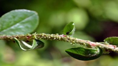 Photo of Controllo organico dei parassiti in acquaponica