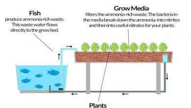 Photo of Che cos’è un sistema acquaponico basato sui media?