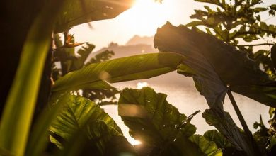 Photo of In che modo la luce, l’acqua e l’ossigeno influenzano il tuo sistema acquaponico?