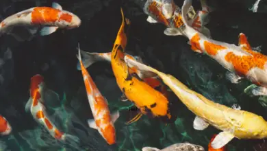 Photo of Di cosa hanno bisogno i pesci e le piante per prosperare in un sistema acquaponico?