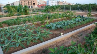 Photo of Affitta un frutteto a Valencia… quale posto migliore di Tomba L’Olla