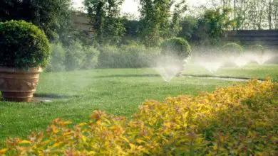 Photo of 10 consigli per annaffiare in giardino