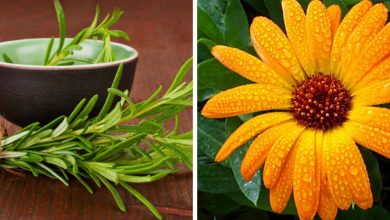 Photo of 10 piante medicinali per rimedi casalinghi