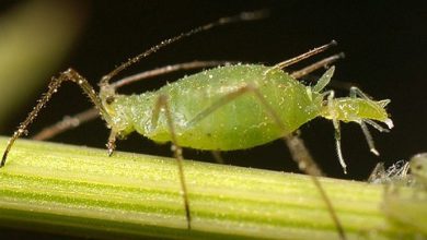 Photo of 10 rimedi ecologici per evitare e combattere gli afidi