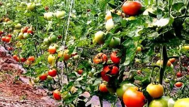Photo of Come fare una piantina di pomodoro: piantare pomodori passo dopo passo