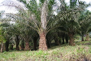 Photo of 12 risposte a 12 bugie sulle monocolture di palma da olio