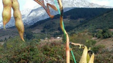 Photo of La semina dei fagiolini passo dopo passo | Come e quando piantare