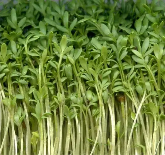 Photo of 14 chiavi per coltivare crescione o crescione