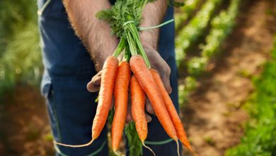 Photo of 15 buoni motivi per mangiare la carota