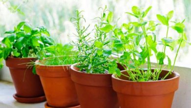 Photo of 16 consigli per essiccare erbe aromatiche o piante aromatiche e officinali in casa