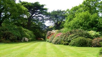Photo of 20 consigli o idee da applicare nel tuo giardino – giardino ecologico
