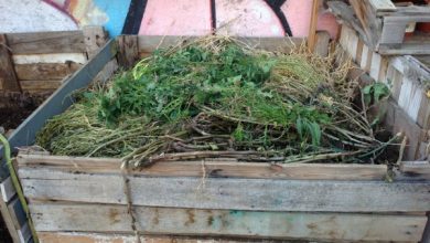 Photo of Coltiva un orto urbano: compost urbano passo dopo passo