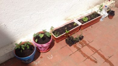 Photo of Como elegir y decorar Macetas para un Huerto: Ideas originales