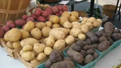 Photo of Tipi e varietà di patate: differenza tra patate nuove e vecchie