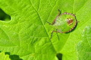 Photo of Green Bug: cos’è e come combatterlo? [Guida completa]