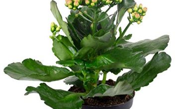 Photo of Kalanchoe Blossfeldiana Care: [terreno, umidità, potatura e problemi]