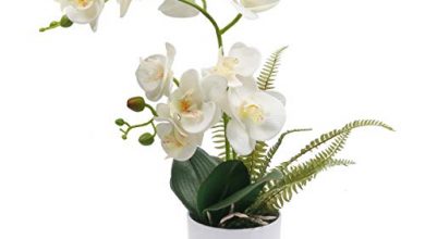 Photo of Cura dell’orchidea bianca: [sporco, umidità, potatura e problemi]