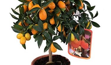 Photo of Cura del kumquat: [terreno, umidità, potatura e problemi]