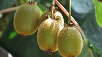 Photo of Cura del kiwi: [terreno, umidità, potatura e problemi]